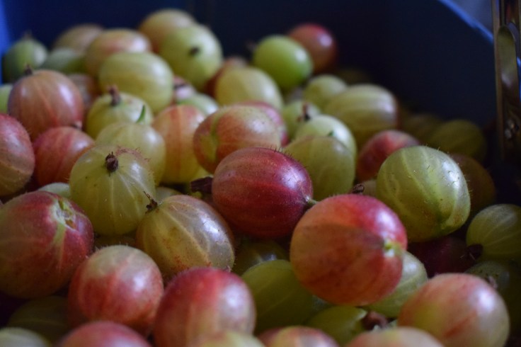 Pick your own gooseberries - a fun way to spend a summer afternoon