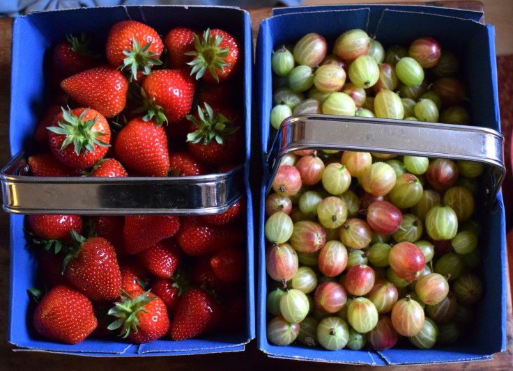 Picking your own fruit - strawberries and gooseberries